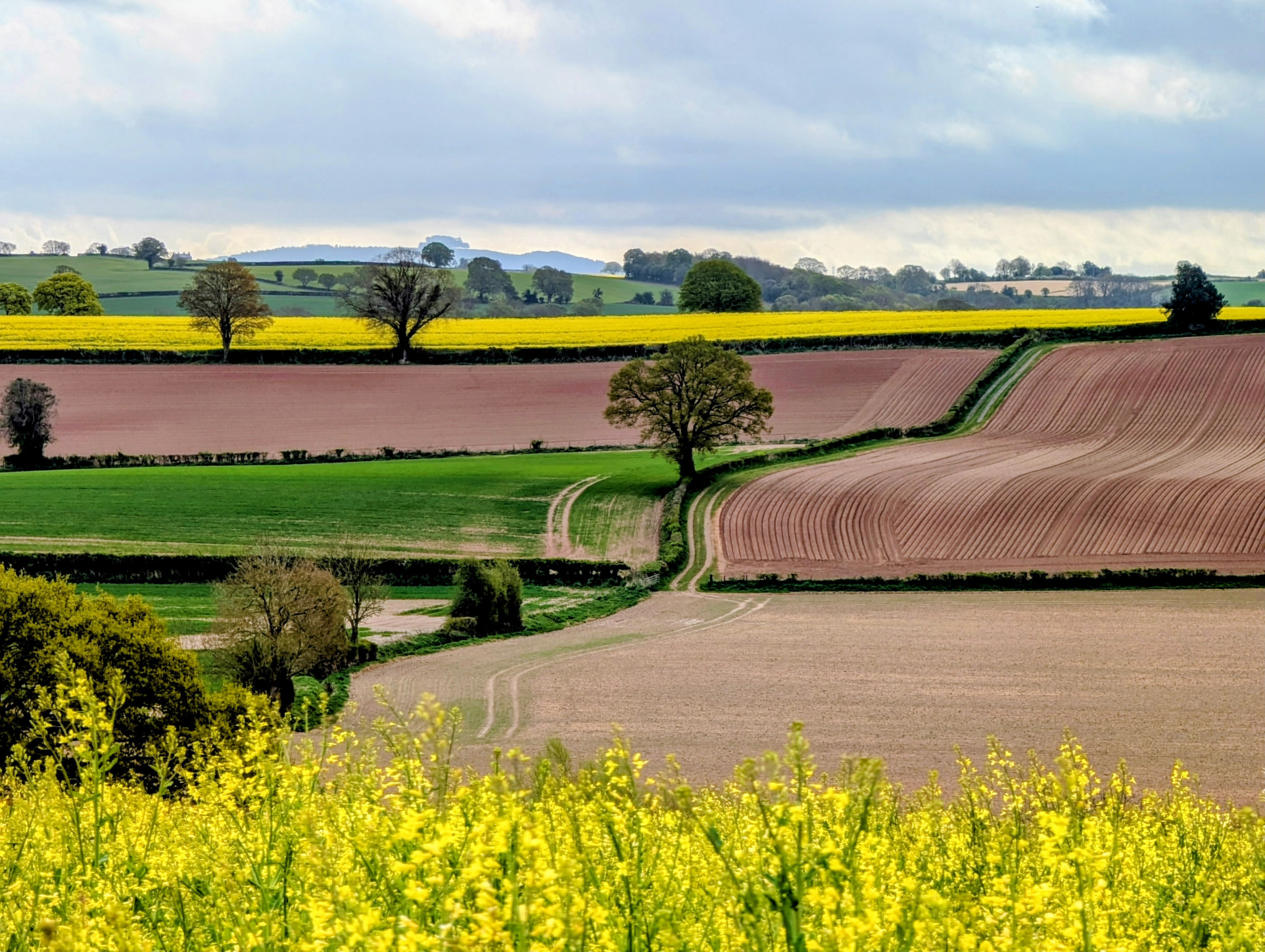 agricultural scene of ploughed fields and yellow fields of rape with a hedgerow line interecting the picture diagonally.